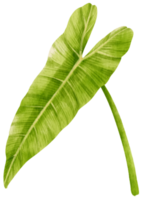 ilustración de acuarela de hoja tropical de filodendro png