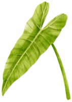 philodendron tropiska blad akvarell illustration png