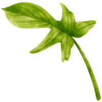 ilustração de aquarela de planta tropical filodendro png