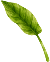 philodendron tropische blattaquarellillustration png