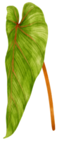 Philodendron tropical leaf watercolor illustration png