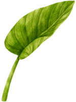 philodendron tropiska blad akvarell illustration png