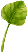 ilustración de acuarela de hoja tropical de filodendro png