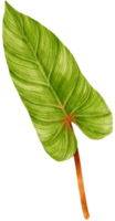 illustration aquarelle de feuilles tropicales de philodendron png