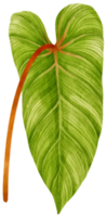 Philodendron tropical leaf watercolor illustration png