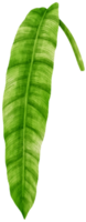 philodendron leaf tropisk akvarell illustration png