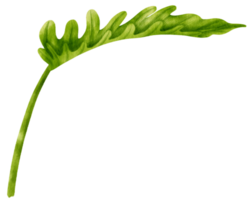 philodendron tropiska blad akvarell illustration png