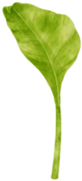 spathiphyllum tropiska blad akvarell illustration png