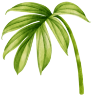 rhaphidophora decursiva tropiska blad akvarell png