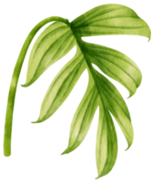 Rhaphidophora decursiva tropical leaf watercolor png