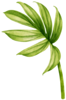 Rhaphidophora decursiva tropical leaf watercolor png