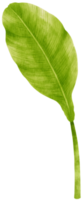 spathiphyllum hoja tropical ilustración acuarela png