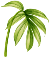rhaphidophora decursiva tropiska blad akvarell png