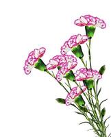 carnation flowers isolated on white background photo
