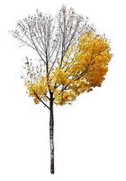 maple tree isolated on white background photo