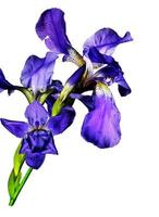 flores de iris azul aisladas sobre fondo blanco foto