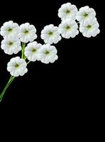 lavatera  isolated on black background. bright flower photo