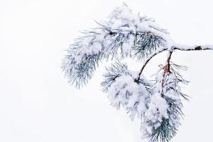 forest in the frost. Winter landscape. Snow covered trees. photo