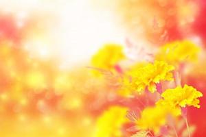 bright and colorful flowers marigolds. autumn landscape. photo