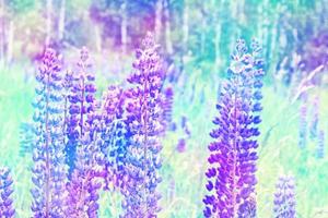 Summer landscape with beautiful bright lupine flowers photo