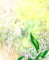 flowers lily of the valley photo