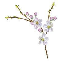 Flowering branch of apple isolated on a white background. Spring photo