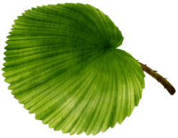 ilustração de aquarela tropical de folha de palmeira png