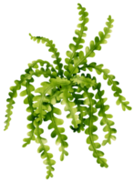 Fishbone cactus tropical plant watercolor illustration