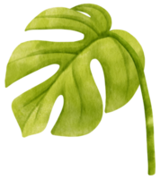 Ginny mini monstera leaf tropical watercolor illustration png