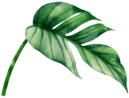 epipremnum pinnatum tropiska blad akvarell illustration png