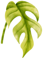 illustrazione dell'acquerello tropicale della foglia di ginny mini monstera png