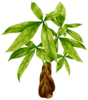 Pachira glabra tropical plant watercolor illustration png