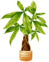 ilustração de aquarela de planta tropical pachira glabra png