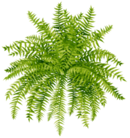 ormbunke tropisk växt akvarell illustration png
