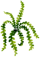 Fishbone cactus leaf watercolor illustration png