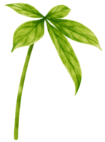 ilustração em aquarela de folha tropical pachira glabra png