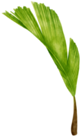 Palm leaf tropical watercolor illustration png