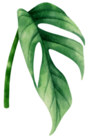epipremnum pinnatum tropical leaf watercolor illustration png