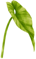 philodendron tropiska blad akvarell png