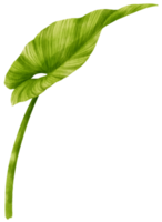 philodendron tropiska blad akvarell png