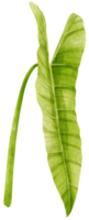 Philodendron tropical leaf watercolor illustration png