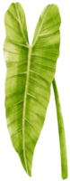Philodendron tropical leaf watercolor illustration png