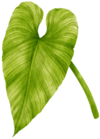 philodendron tropiska blad akvarell png