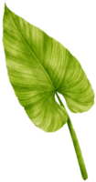 acuarela de hoja tropical de filodendro png