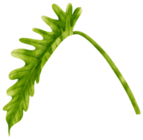 philodendron tropische blad aquarel illustratie png