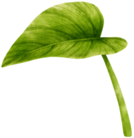 philodendron tropische blattaquarellillustration png