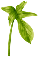 ilustración de acuarela de planta tropical de filodendro png