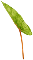 ilustración de acuarela de hoja tropical de filodendro png