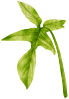 philodendron tropisk växt akvarell illustration png