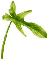 philodendron tropisk växt akvarell illustration png